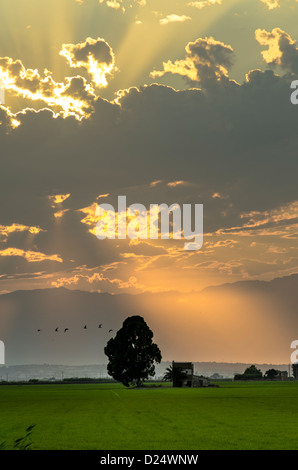 Tramonto in ricefields del Delta del Ebro Natura Park, Tarragona Catalogna Foto Stock