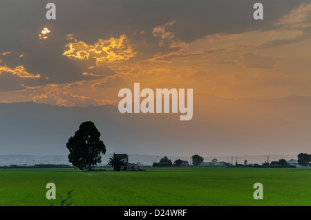 Tramonto in ricefields del Delta del Ebro Natura Park, Tarragona Catalogna Foto Stock