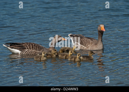 Coppia di adulto Graylag oche con gostlings Foto Stock