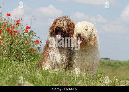 Cane Schapendoes / Olandese Sheepdog due adulti diversi colori seduto in un prato Foto Stock