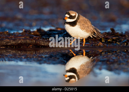 Di INANELLARE PLOVER, Charadrius hiaticula, riflessa in rock pool Foto Stock