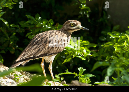 Pietra, CURLEW Burhinus oedicnemus, su chalk downland Foto Stock