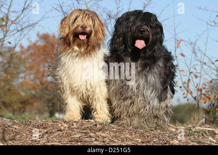 Cane Schapendoes / Olandese Sheepdog due adulti diversi colori seduto in un legno Foto Stock