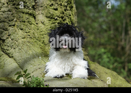 Cane Schapendoes / Olandese Sheepdog cucciolo seduto davanti a un albero Foto Stock