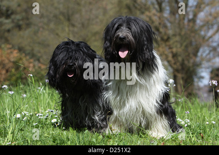 Cane Schapendoes / Olandese Sheepdog due adulti diversi colori seduto in un prato Foto Stock