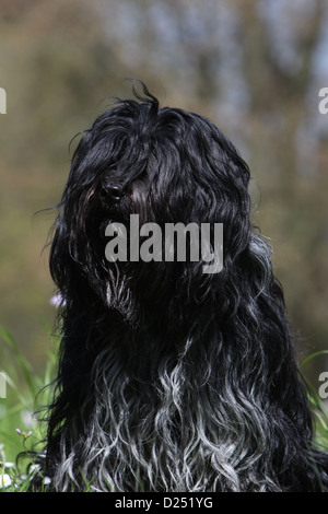 Cane Schapendoes / Olandese Sheepdog ritratto per adulti Foto Stock