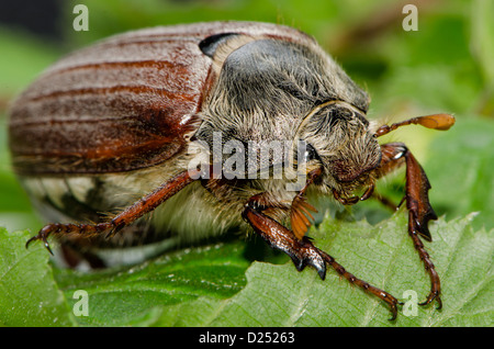 Macro di un maggio bug / cockchafer su foglie verdi Foto Stock