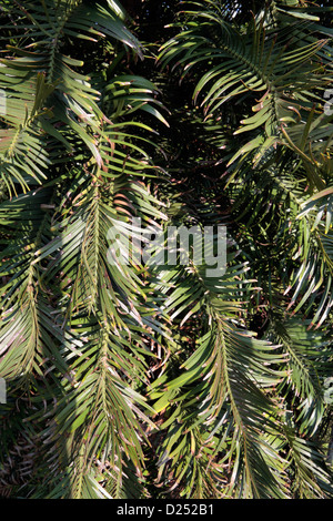 Il Wollemi Pine (Wollemia nobilis), pensato una volta estinto, fiorente in Royal Botanic Gardens, Kew, Surrey, Inghilterra. Foto Stock