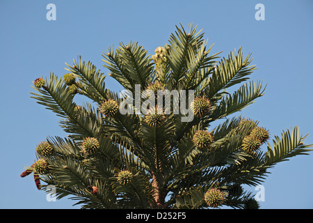 Il Wollemi Pine (Wollemia nobilis), pensato una volta estinto, fiorente in Royal Botanic Gardens, Kew, Surrey, Inghilterra. Foto Stock