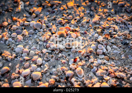 Conchiglie sulla Siesta Key beach in Sarasota Florida Foto Stock