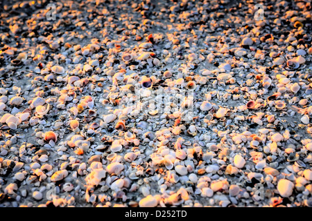 Conchiglie sulla Siesta Key beach in Sarasota Florida Foto Stock