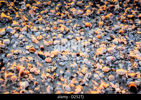 Conchiglie sulla Siesta Key beach in Sarasota Florida Foto Stock