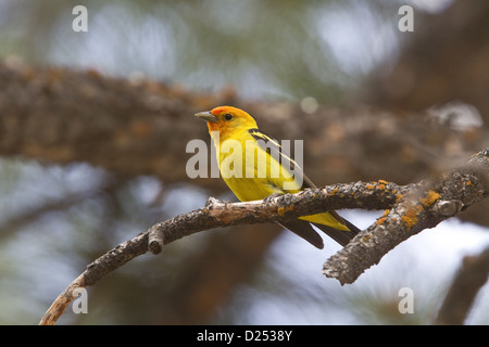 Western Tanager maschio che entrano in allevamento piumaggio, Utah,l'America Foto Stock