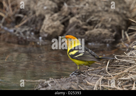 Western Tanager maschio che entrano in allevamento piumaggio, Utah,l'America Foto Stock