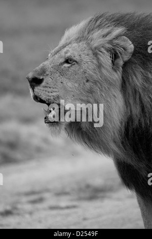 I Lions del Parco Nazionale di Kruger, Sabi Sands Foto Stock