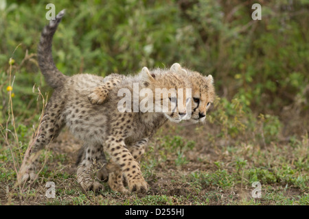 Due cuccioli di ghepardo giocando in open savana. Cub con il braccio sopra la sua spalla fratelli. Foto Stock