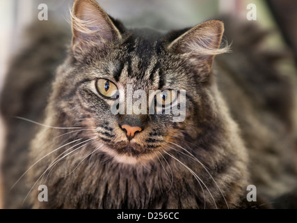 Close-up di un bellissimo con i capelli lunghi tabby cat con un DOF poco profondo Foto Stock