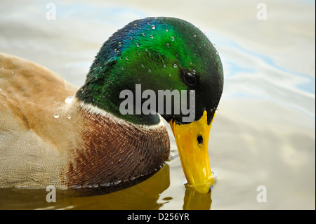 Mallard drake, Anas platyrhynchos, mostra azione di avanzamento della superficie di setacciatura, con goccioline di acqua sulla testa. Foto Stock