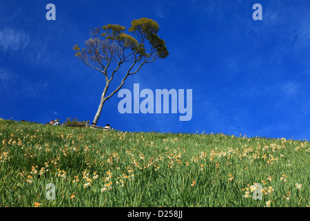 Albero e Narciso nel campo Minamiawaji, nella prefettura di Hyogo Foto Stock