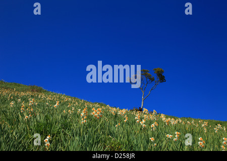 Albero e Narciso nel campo Minamiawaji, nella prefettura di Hyogo Foto Stock