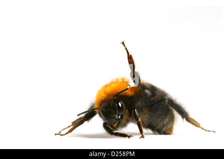 La danza aerobica Bumble Bee isolati su sfondo bianco Foto Stock