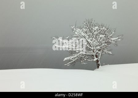 Albero e neve a lago Aoki, Prefettura di Nagano Foto Stock