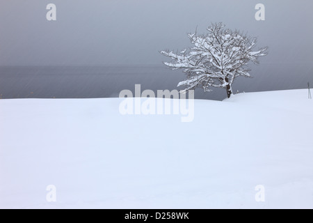 Albero e neve a lago Aoki, Prefettura di Nagano Foto Stock