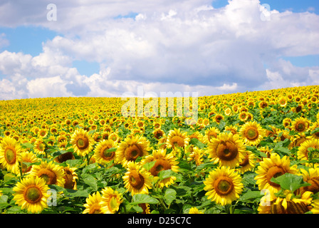 Campo di girasole su nuvoloso cielo blu Foto Stock