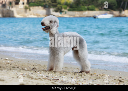 Cane Bedlington Terrier adulto profilo standard sulla spiaggia Foto Stock