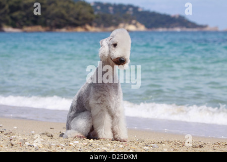 Cane Bedlington Terrier adulto seduto sulla spiaggia Foto Stock