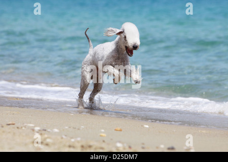 Cane Bedlington Terrier adulto correre sulla spiaggia Foto Stock