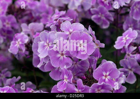 Phlox paniculata "Prospero" Foto Stock