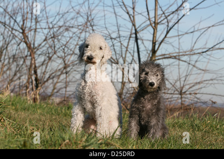 Cane Bedlington Terrier adulto e cucciolo seduto in un prato Foto Stock