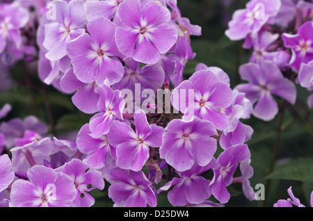 Phlox paniculata "Prospero" Foto Stock