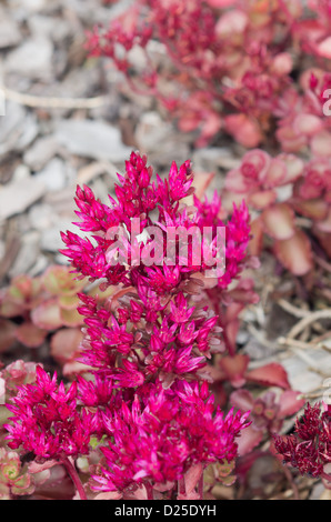 Sedum spurium "" Voodoo Foto Stock