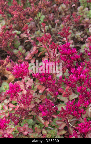 Sedum spurium "" Voodoo Foto Stock