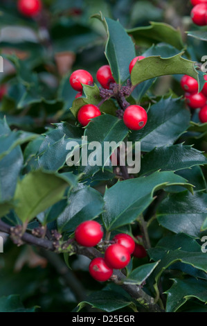 ILEX MESERVEAE principessa blu Foto Stock