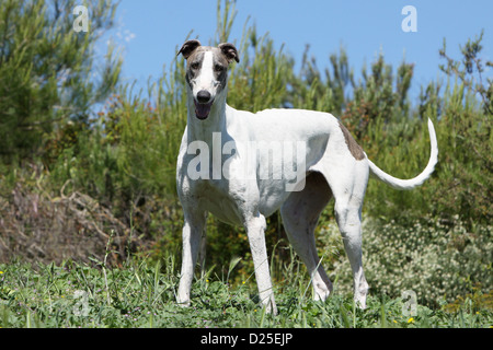 Cane levriero inglese adulto in piedi in un prato Foto Stock