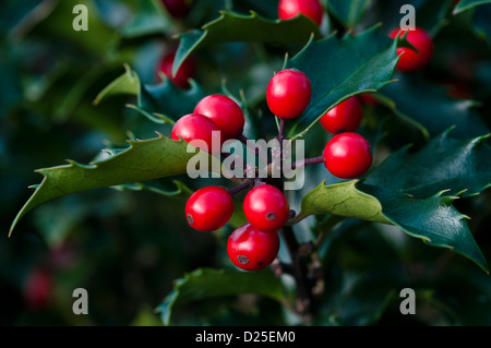 ILEX MESERVEAE principessa blu Foto Stock