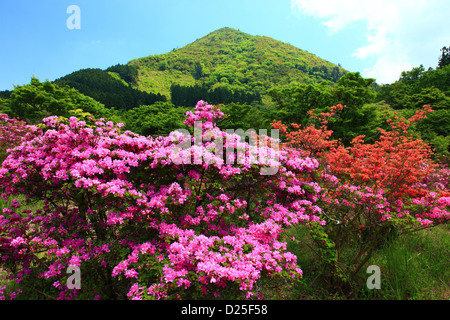 Fiori di rododendro, Prefettura di Nagasaki Foto Stock