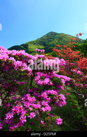 Fiori di rododendro, Prefettura di Nagasaki Foto Stock