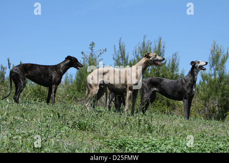 Cane levriero inglese più adulti in piedi in un prato Foto Stock