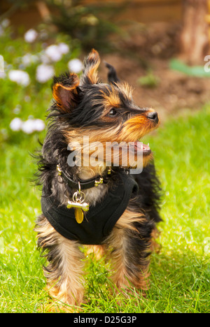 Giocoso Yorkshire terrier cucciolo fuori sull'erba Foto Stock