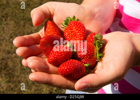 Una manciata di fragole al sole. Foto Stock