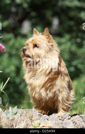 Cane Norwich Terrier adulto seduto sulle rocce Foto Stock