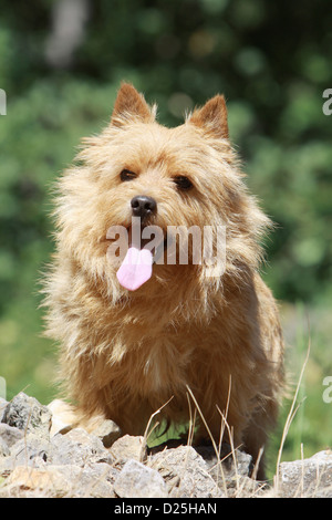 Cane Norwich Terrier adulto seduto sulle rocce Foto Stock