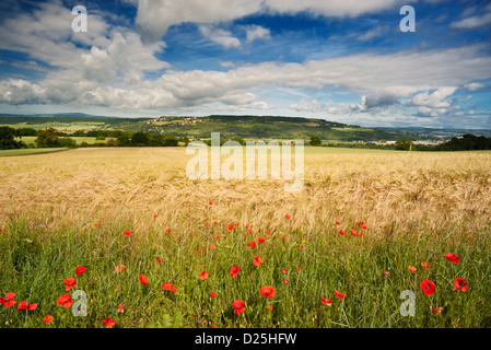 Papaveri Rossi a inizio estate al di fuori del villaggio di Nonette, Puy-de-Dome, Auvergne, Francia Foto Stock