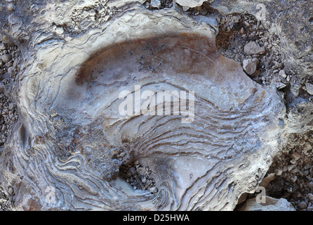 Conchiglie di mare sparsi sulla sabbia, texture, sfondo Foto Stock