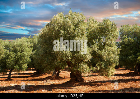 Cerignola antichi ulivi di Ostuni, Puglia, Italia meridionale. Foto Stock