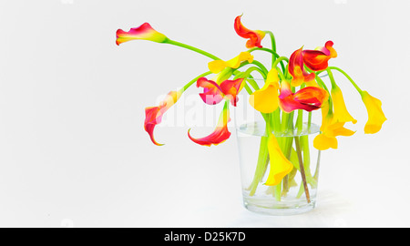 Calla lilies in vaso Foto Stock